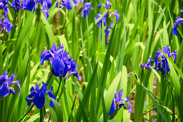 京都 大田神社(上賀茂神社・賀茂別雷神社の摂社) 大田ノ沢(太田の沢)の美しいカキツバタ(京都府京都市)