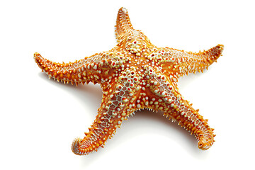 exotic starfish isolated on a white background