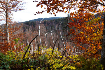 autumn forest and mountains