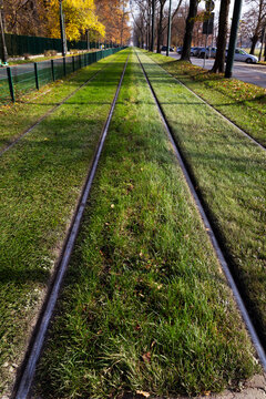 railroad tracks stretching into the forest