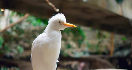 White Kookaburra bird in close-up with its striking white plumage epitomizes exotic birds. Beautiful kookaburra natural wonder Each feather of Kookaburra showcases nature's brilliance.