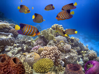 Underwater life landscape.  Red Sea