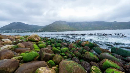 Foto auf Leinwand Hout Bay Harbour, Cape Town, South Africa © Jose