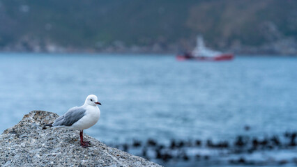 Seagull perched on a rock at Hout Bay Harbour, Cape Town, South Africa
