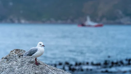 Foto auf Leinwand Seagull perched on a rock at Hout Bay Harbour, Cape Town, South Africa © Jose