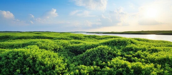 Fototapeta na wymiar A large assortment of green sea purslane in a coastal salt marsh.