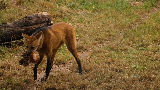 A maned wolf walking around with a dead chicken in his mouth.