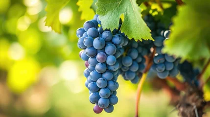 Deurstickers Single bunch of Shiraz grapes on vine © buraratn