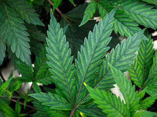 cannabis:indoor growing medical marijuana Just before they finish growing, commercial marijuana grow operation , this is the state of the plants to start flowering.