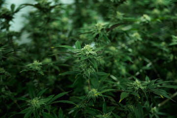 cannabis:indoor growing medical marijuana Just before they finish growing, commercial marijuana grow operation , this is the state of the plants to start flowering.