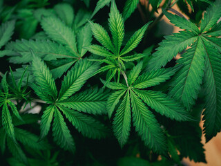 cannabis:indoor growing medical marijuana Just before they finish growing, commercial marijuana grow operation , this is the state of the plants to start flowering.