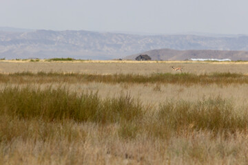 Goitered gazelle in Vashlovani national park of Georgia in semi-desert field