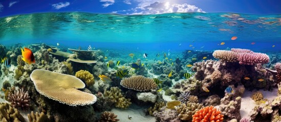 Biodiversity in Bora-Bora's coral reef.