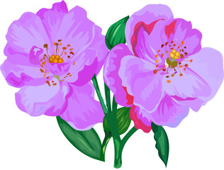 Flower  watercolor illustration on transparent background.
