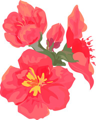Flower  watercolor illustration on transparent background.