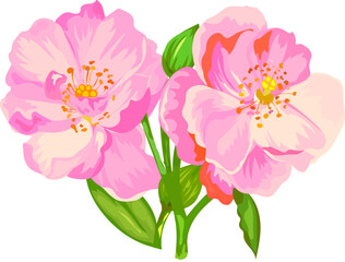 Flower  watercolor illustration on transparent background.