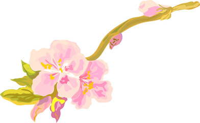 Flower  watercolor illustration on transparent background.