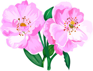 Flower  watercolor illustration on transparent background.