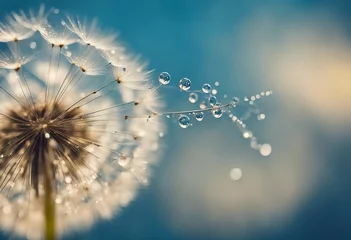 Foto op Plexiglas Beautiful dew drops on a dandelion seed macro Beautiful blue background Large golden dew drops on a © ArtisticLens