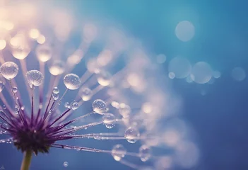  Beautiful dew drops on a dandelion seed macro Beautiful soft light blue and violet background Water © ArtisticLens