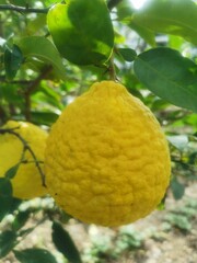 Ripe bergamot on a tree branch in a natural environment
