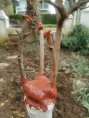 Grafting on a pomegranate tree.Grafting a tree