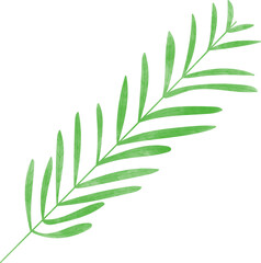 Fototapeta premium Plant foliage foral watercolor hand drawn illustration isolated on transparent background