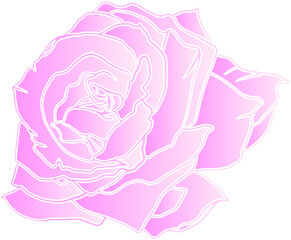 pink rose on white background