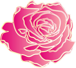 pink rose illustration 