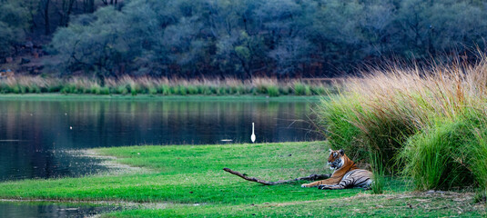 Tiger habitat, Ranthambore national park.