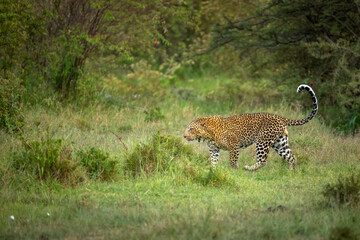 Male leopard ( Panthera Pardus) walking, Olare Motorogi Conservancy, Kenya.