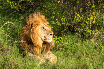 Male lion ( Panthera Leo Leo) resting, Olare Motorogi Conservancy, Kenya.