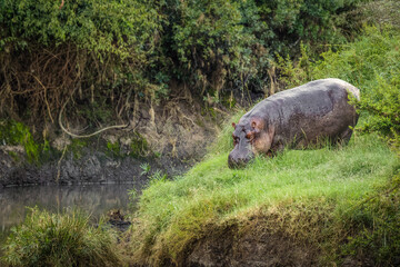 Common hippopotamus (Hippopotamus amphibius) out of the water in the evening, Olare Motorogi Conservancy, Kenya.