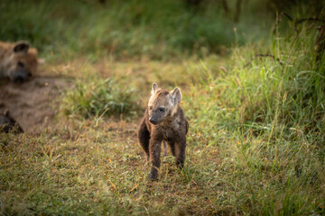 A spotted hyena pup (Crocuta crocuta) exploring, Olare Motorogi Conservancy, Kenya.