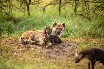 A spotted hyena mother (Crocuta crocuta) with pups at a den, Olare Motorogi Conservancy, Kenya.