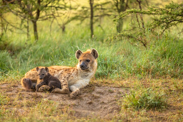 A spotted hyena mother (Crocuta crocuta) with pup at a den, Olare Motorogi Conservancy, Kenya.