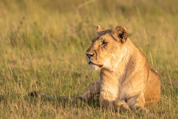 Lioness ( Panthera Leo Leo) enjoying the golden hour of dawn, Olare Motorogi Conservancy, Kenya.