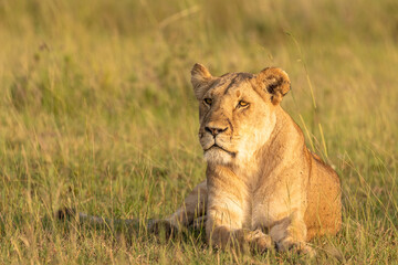 Lioness ( Panthera Leo Leo) enjoying the golden hour of dawn, Olare Motorogi Conservancy, Kenya.