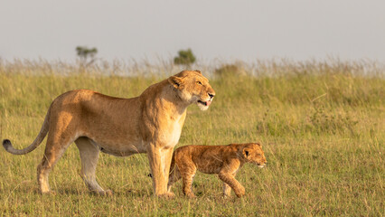 Lioness ( Panthera Leo Leo) with cub enjoying the golden hour of dawn, Olare Motorogi Conservancy, Kenya.