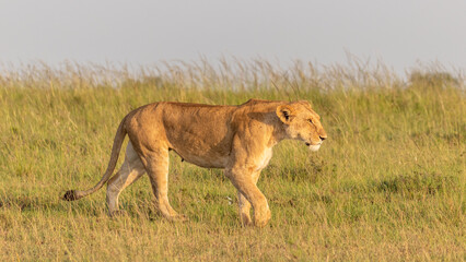 Lioness ( Panthera Leo Leo) walking in the golden hour of dawn, Olare Motorogi Conservancy, Kenya.