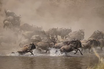 Fotobehang african wildlife, gnu antelopes river crossing, stampede © JaDeLissen