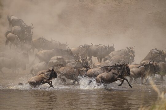 african wildlife, gnu antelopes river crossing, stampede