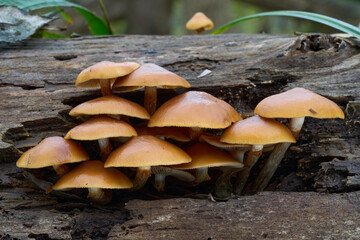 Deadly poisonous mushroom Galerina marginata on the wood. Known as Deadly Galerina, Funeral Bell or...