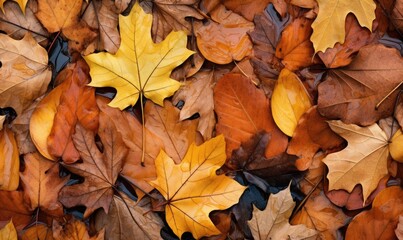 Colorful leaves are scattered around on the ground, large scale, top view, detailed texture. Autumn wallpaper.