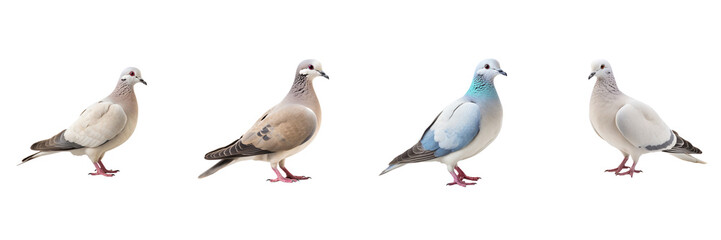 Set of Dove isolated on transparent or white background