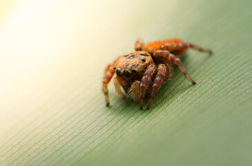 Spiders jumping on leaves. Captured with a close-up macro, the details of the little spider are...