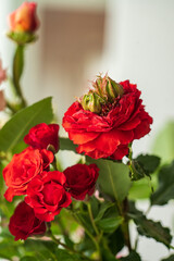 Fototapeta premium fresh rose in the vase