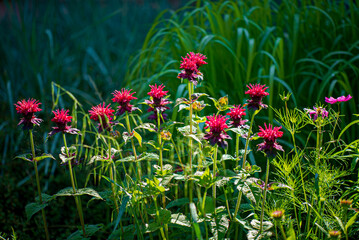 bee balm in the garden