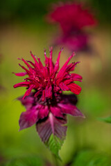 bee balm in the garden