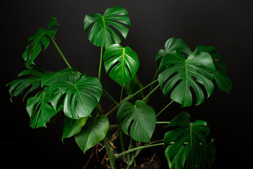 Monstera deliciosa leaf close up on black wall